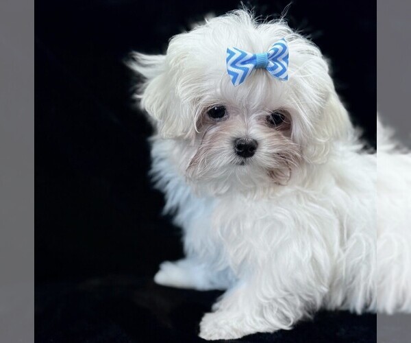 Medium Photo #4 Maltese Puppy For Sale in ROCK VALLEY, IA, USA