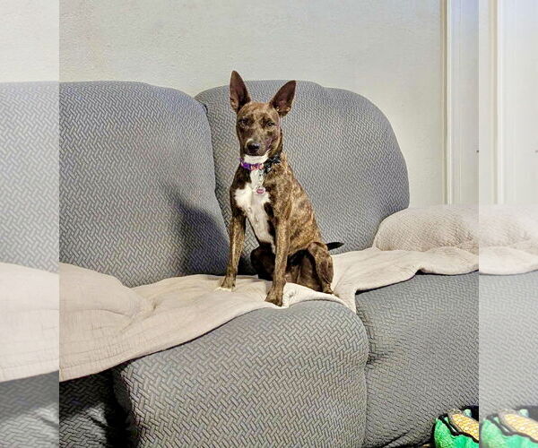 Medium Photo #4 Chihuahua-Unknown Mix Puppy For Sale in Virginia Beach, VA, USA
