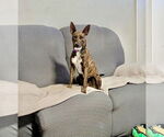 Small #3 Chihuahua Mix