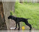 Small Photo #21 German Shorthaired Pointer Puppy For Sale in MCKINNEY, TX, USA
