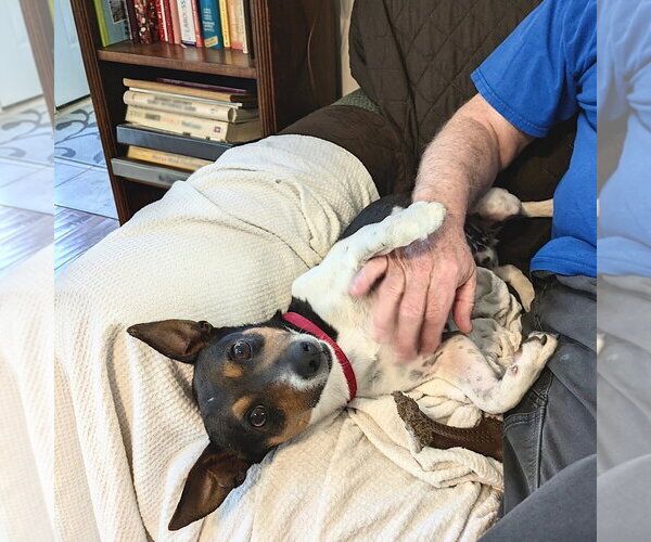 Medium Photo #3 Rat Terrier Puppy For Sale in Atlanta, GA, USA