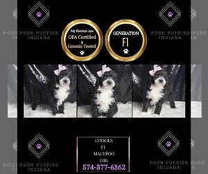 Maltipoo Puppy for sale in WARSAW, IN, USA