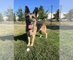 Small #1 German Shepherd Dog Mix