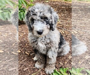 Medium Aussiedoodle