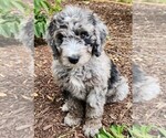 Small Aussiedoodle