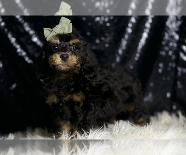Medium Photo #2 Poodle (Miniature) Puppy For Sale in WARSAW, IN, USA