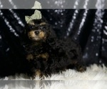 Small #1 Poodle (Miniature)