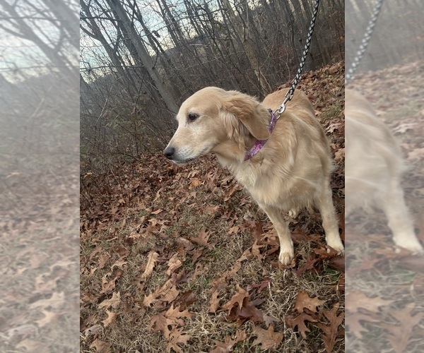 Medium Photo #1 Golden Retriever Puppy For Sale in MADISON, NC, USA