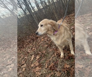 Mother of the Golden Retriever puppies born on 11/17/2025