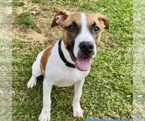 Beagle Dogs for adoption in Bristol, CT, USA