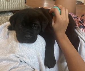 Cane Corso Puppy for sale in MONTGOMERY, AL, USA