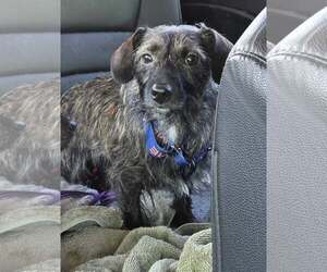 Princess & Dutchess - Female Dachshund-Unknown Mix Dog for Adoption - Photo #6