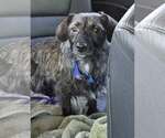 Small Photo #6 Dachshund-Unknown Mix Puppy For Sale in Tenafly, NJ, USA
