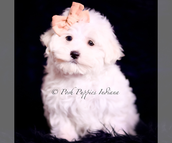 Medium Photo #22 Maltese Puppy For Sale in WARSAW, IN, USA