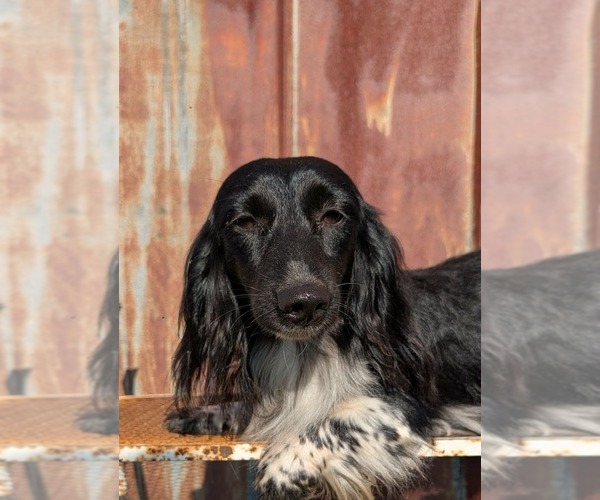 Medium Photo #1 Dachshund Puppy For Sale in UNADILLA, GA, USA