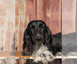 Father of the Dachshund puppies born on 09/04/2026