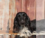 Small Photo #1 Dachshund Puppy For Sale in UNADILLA, GA, USA
