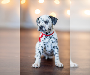 Dalmatian Puppy for sale in MOHNTON, PA, USA