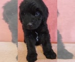 Small Photo #21 Bernedoodle Puppy For Sale in COOLIDGE, AZ, USA