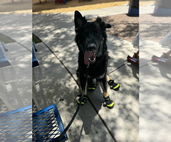 Medium Photo #2 German Shepherd Dog-Unknown Mix Puppy For Sale in Chandler, AZ, USA