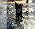 Small #1 German Shepherd Dog Mix