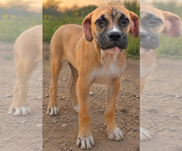 Medium Photo #5 Boxer-Unknown Mix Puppy For Sale in Minneapolis, MN, USA