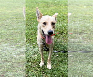Wylie - Male Shepradors Dog for Adoption - Photo #5
