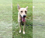 Small Photo #5 Shepradors Puppy For Sale in Attalka, AL, USA