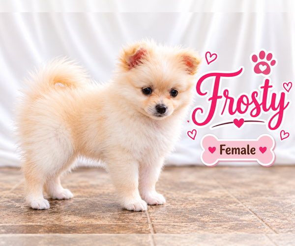 Medium Photo #9 Chiranian Puppy For Sale in CLARE, MI, USA
