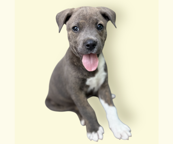 Medium Photo #3 Mutt Puppy For Sale in Rockville, MD, USA