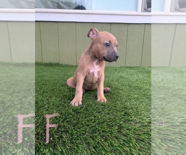 Medium Photo #1 American Pit Bull Terrier Puppy For Sale in CLEARLAKE, CA, USA