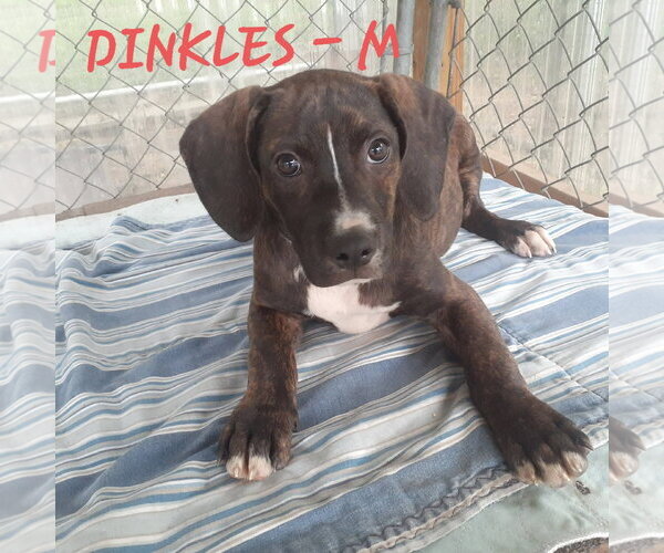Medium Photo #1 Mutt Puppy For Sale in Hinton, WV, USA