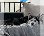 Small #7 Siberian Husky