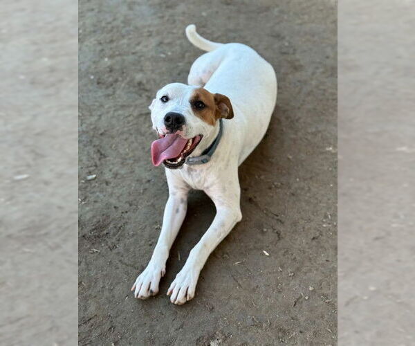 Medium Photo #3 Mutt Puppy For Sale in Riverside, CA, USA