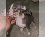 Puppy Puppy 5 American Bully