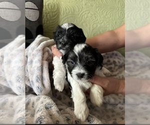 Shih Tzu Puppy for sale in BURBANK, IL, USA