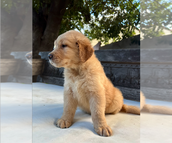 Medium Photo #3 Golden Retriever Puppy For Sale in WOODLAND HILLS, CA, USA