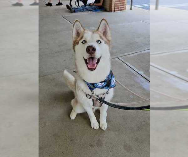Medium Photo #19 Siberian Husky-Unknown Mix Puppy For Sale in Bethesda, MD, USA