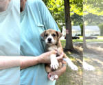Small #2 Mutt