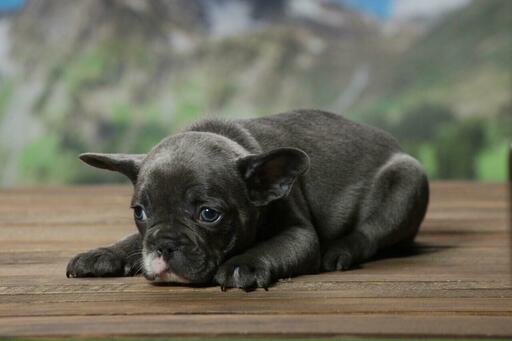 Medium Photo #8 French Bulldog Puppy For Sale in GRANADA HILLS, CA, USA