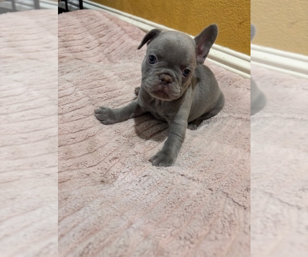 Medium Photo #4 French Bulldog Puppy For Sale in STOCKTON, CA, USA