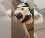 Small #4 American Pit Bull Terrier-American Staffordshire Terrier Mix
