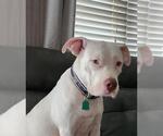 Small #1 American Staffordshire Terrier