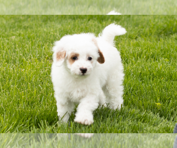 Medium Photo #3 Goldendoodle (Miniature) Puppy For Sale in WOLCOTTVILLE, IN, USA