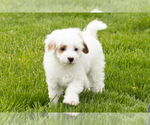 Small #2 Goldendoodle (Miniature)
