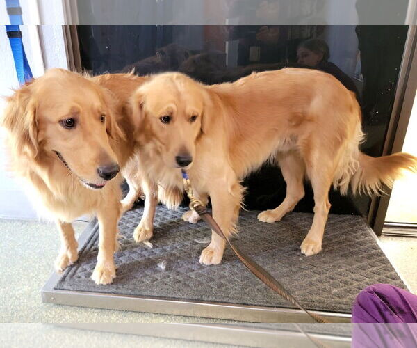 Medium Photo #5 Golden Retriever Puppy For Sale in Glendale , AZ, USA