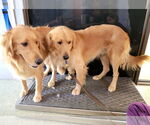 Small #4 Golden Retriever