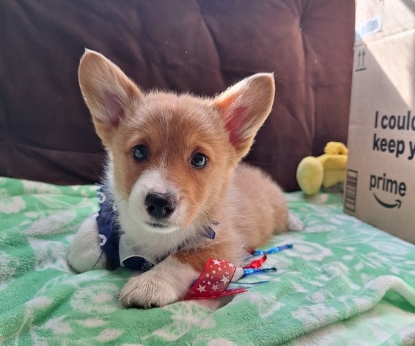 Medium Photo #37 Pembroke Welsh Corgi Puppy For Sale in ARROYO GRANDE, CA, USA