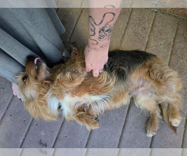 Medium Photo #4 Mutt Puppy For Sale in Aurora, IN, USA