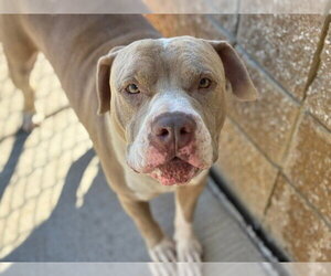 Mutt Dogs for adoption in Tulsa, OK, USA